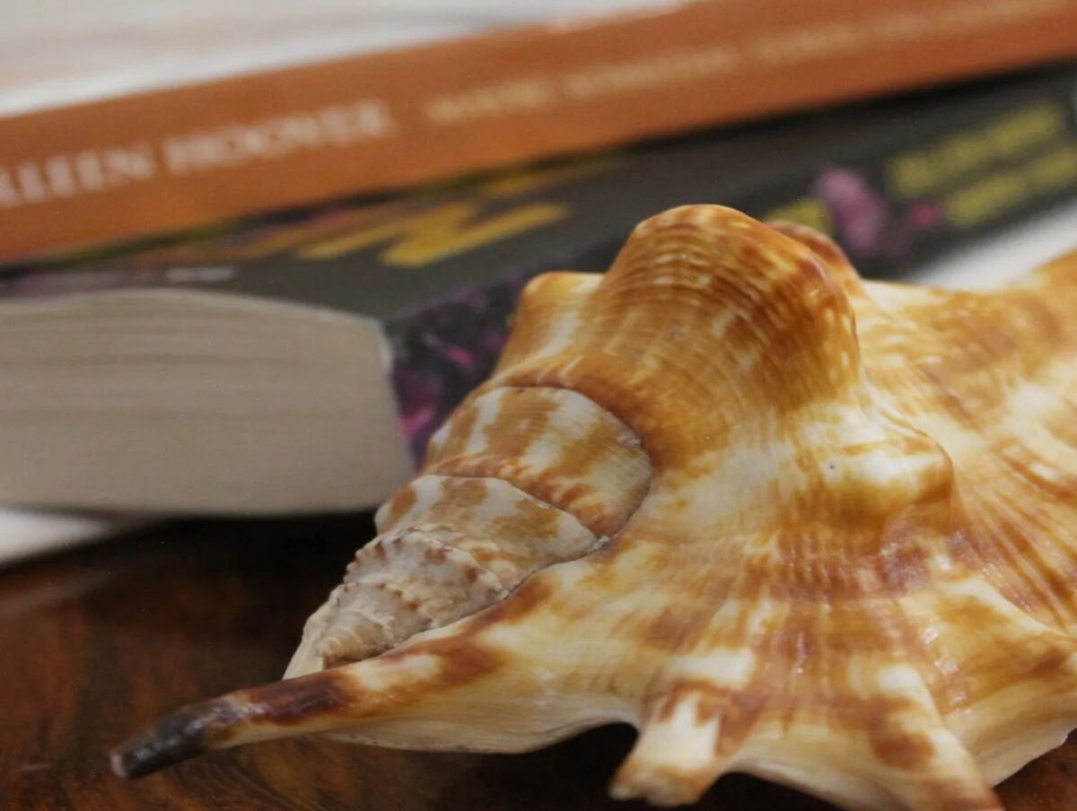 Uma concha sobre uma superfície de madeira com um livro ao fundo.