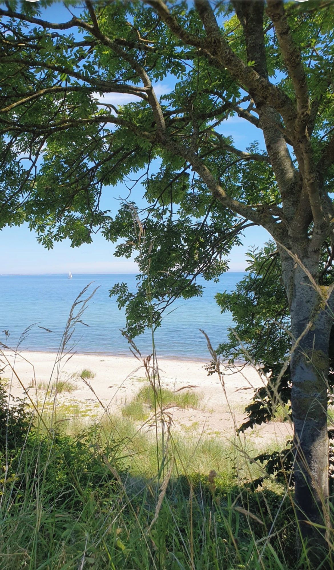 A beach with a tree in the foreground and a clear view of the sea.