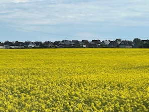 A field of yellow flowers with houses in the background. - House Ostseeblick in Kraksdorf-Strand, 100m to the secluded beach. Nh Heiligenhafen (Kraksdorf-Strand)