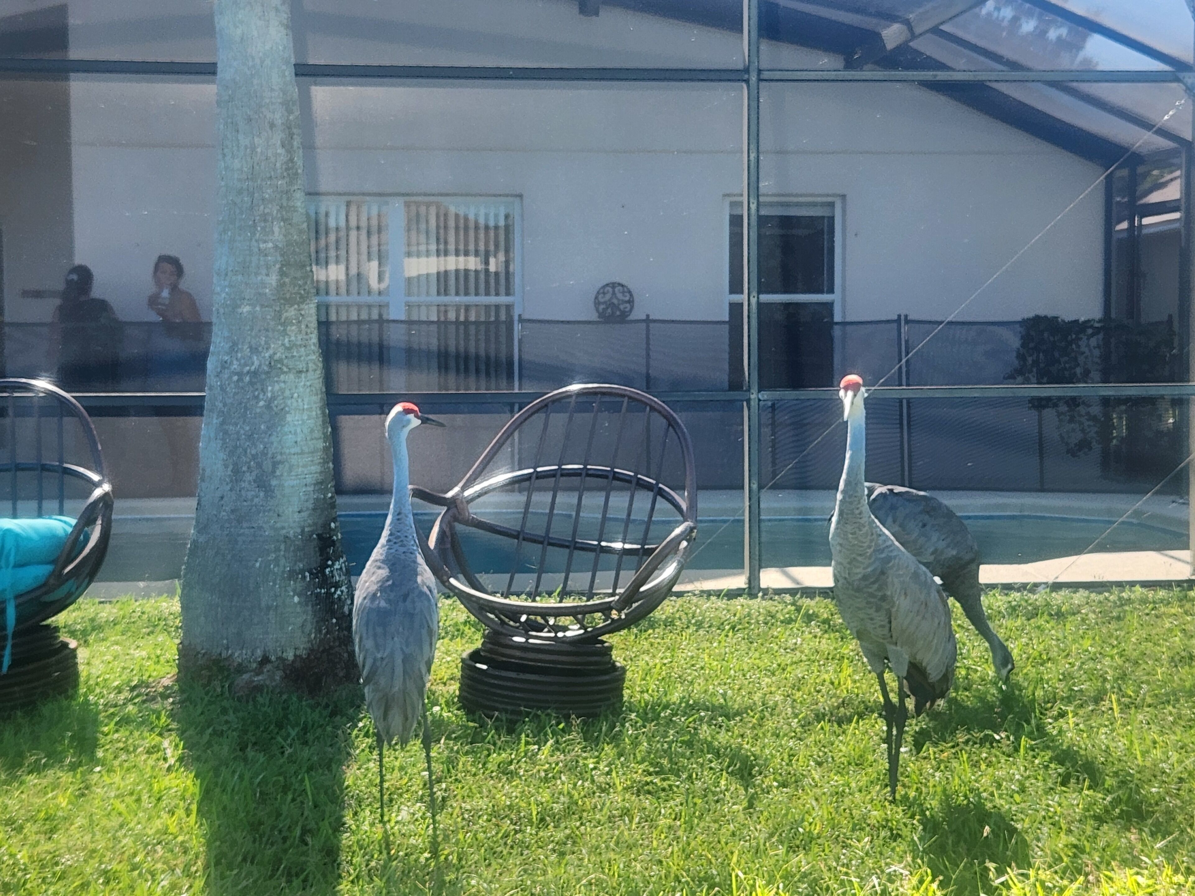 Three birds standing on grass near a tree and a chair.