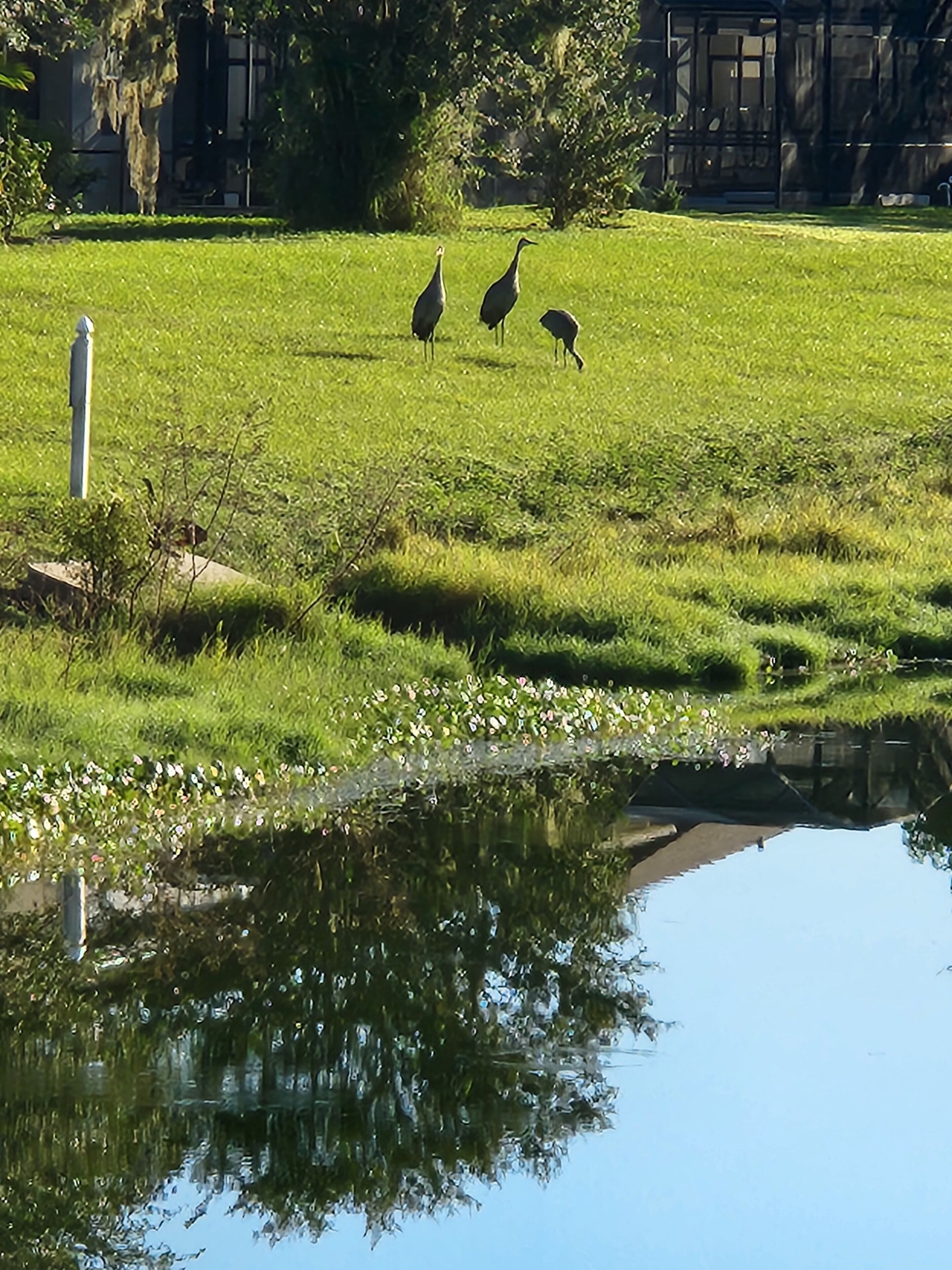 A grassy area with a pond and three birds.