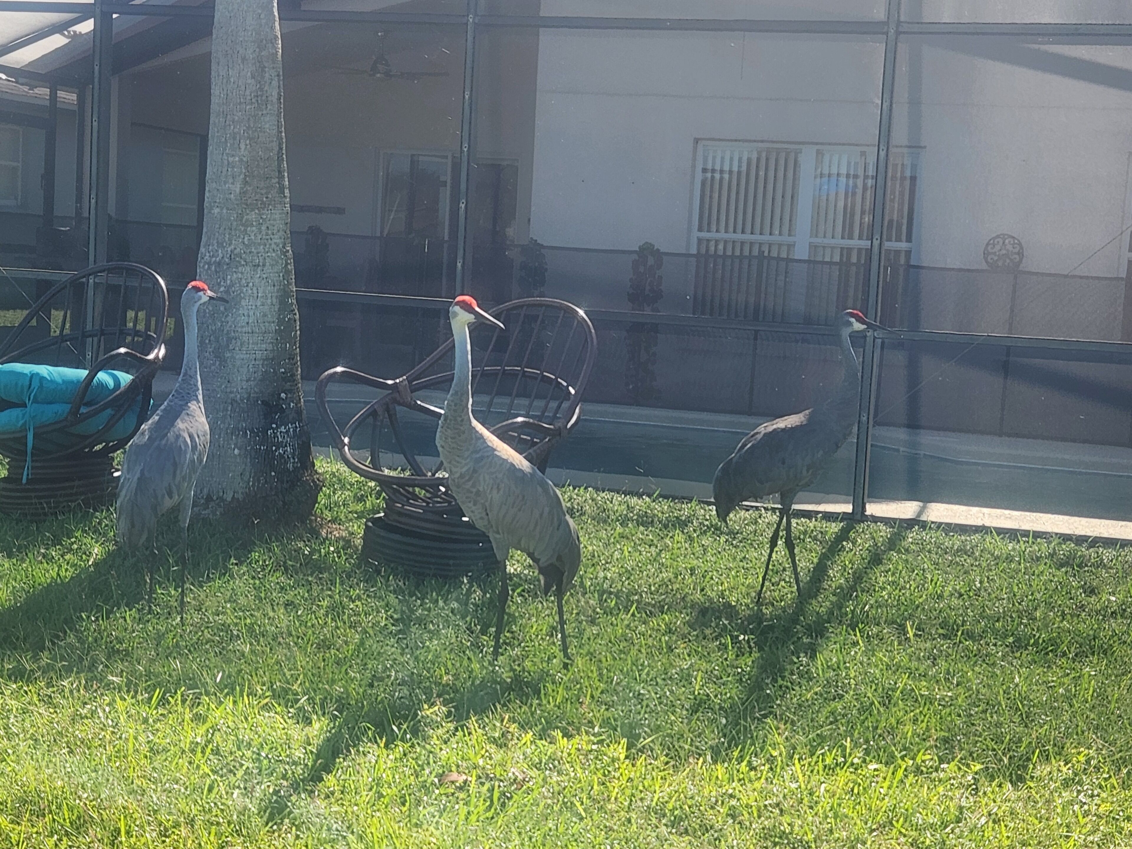 A group of birds near a tree and chairs in a grassy area.