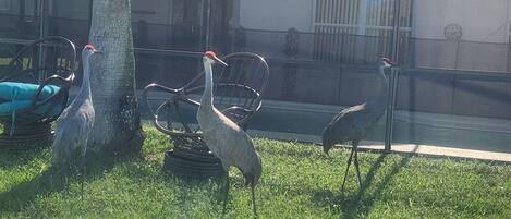 A group of birds near a tree and chairs in a grassy area.