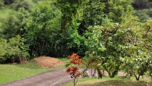 Un sendero pavimentado que atraviesa un paisaje verde y exuberante, con árboles y una montaña al fondo.