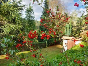 A garden with red berries and a small wooden structure.