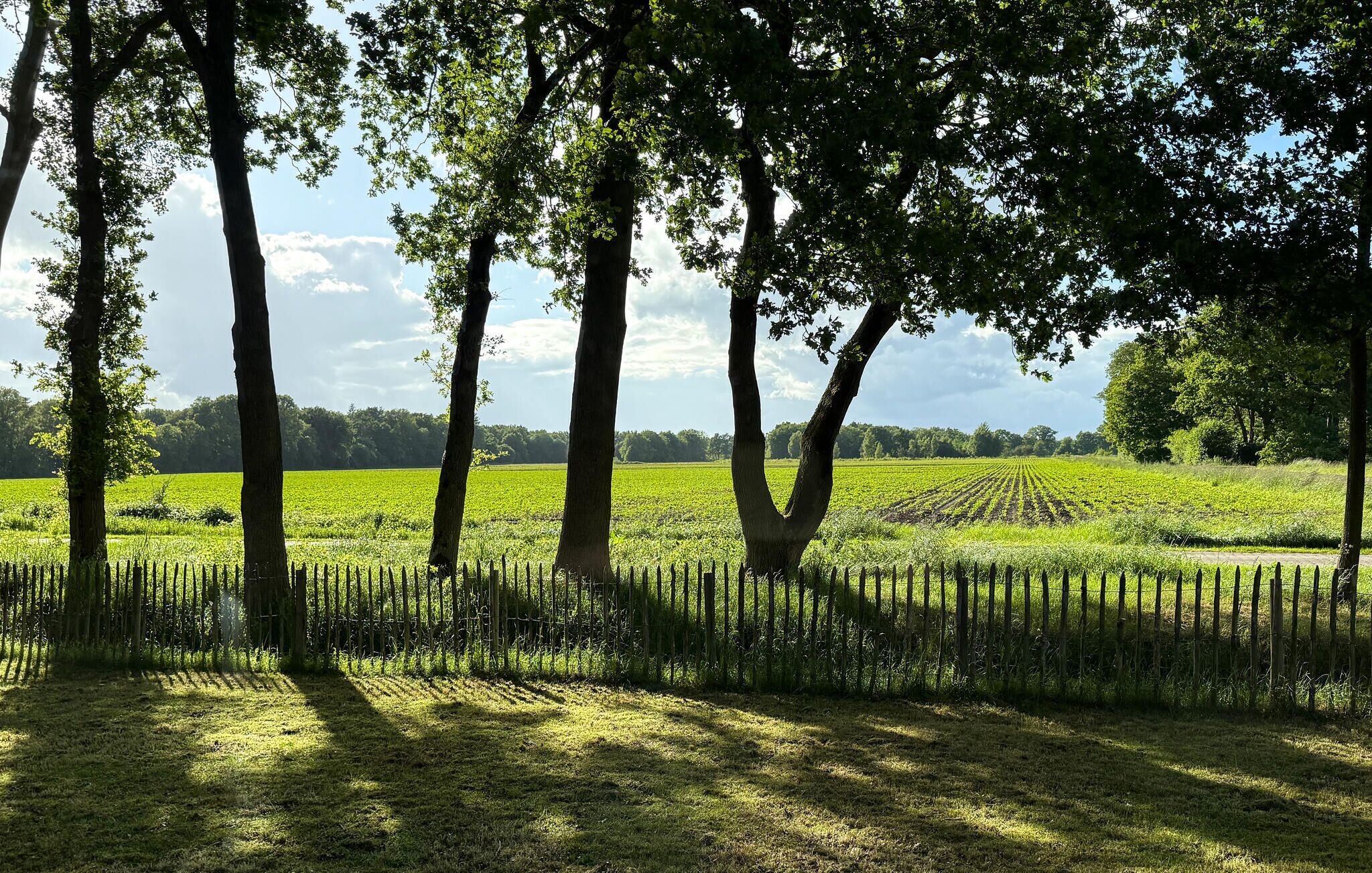 A rural landscape with a field, trees, and a fence.