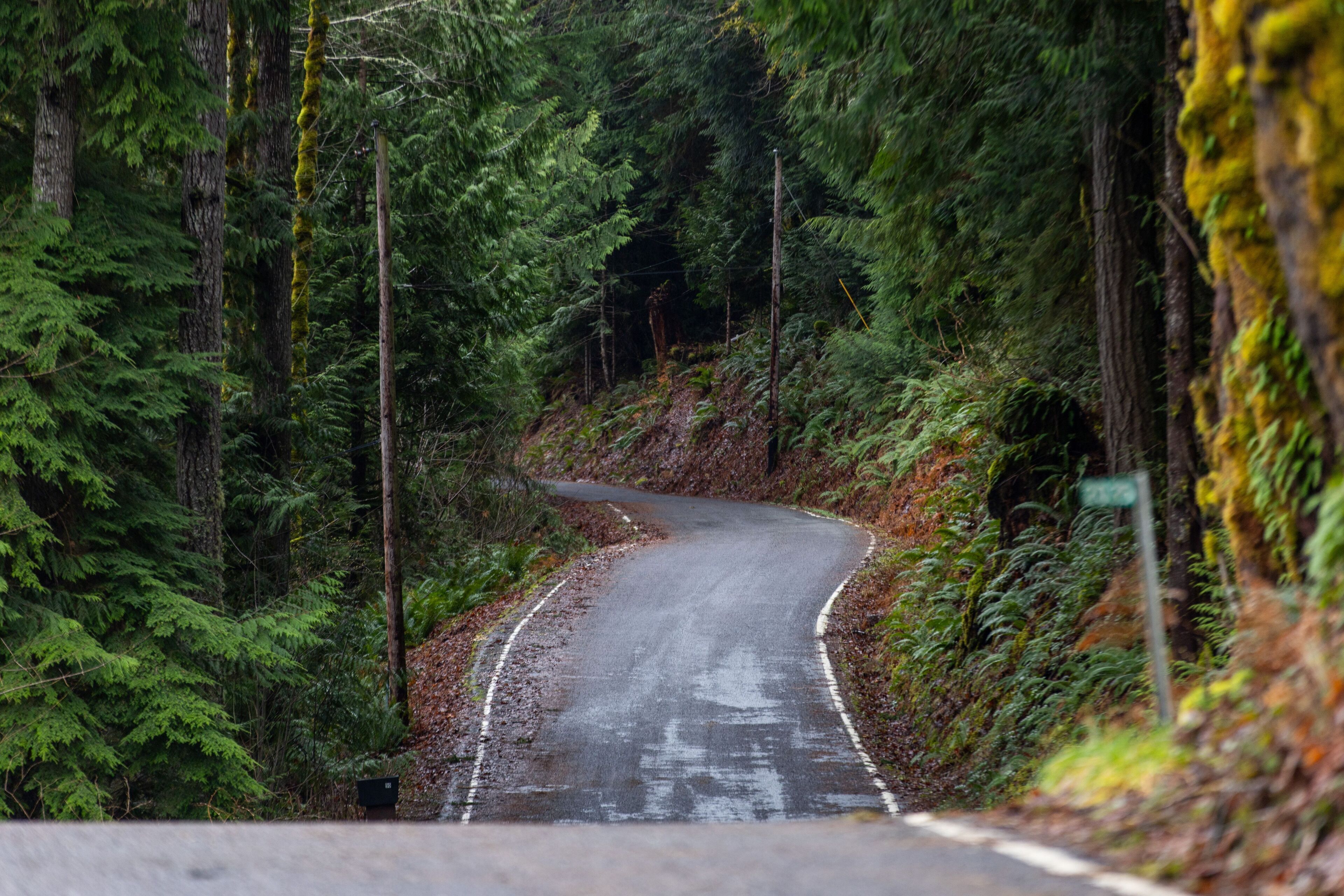 A narrow, winding road surrounded by dense forest.