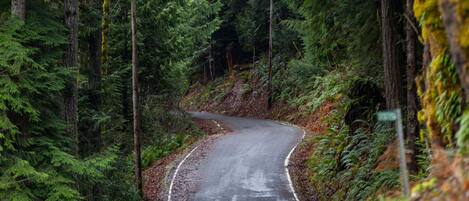 A narrow, winding road surrounded by dense forest.
