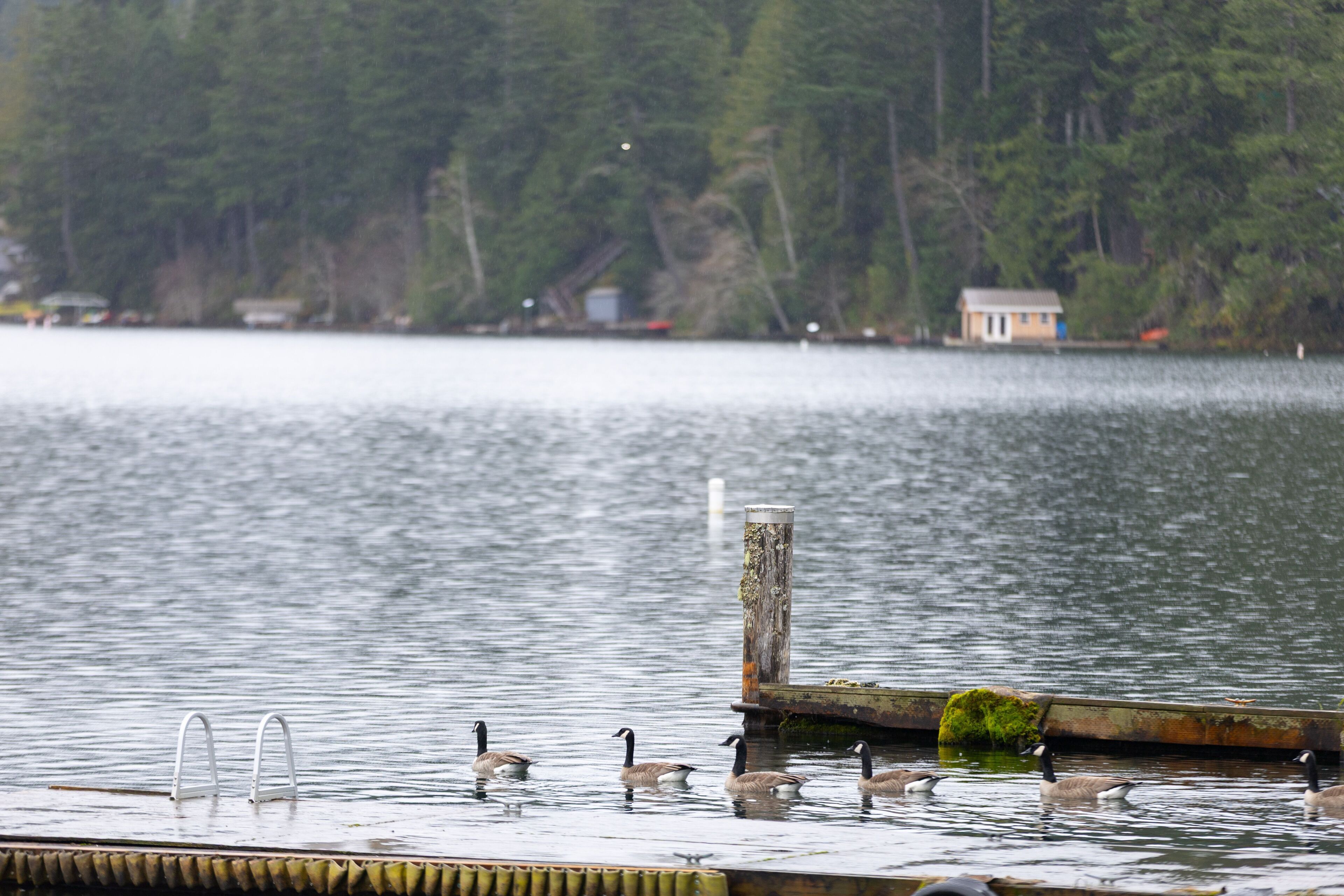 A lake with a dock and a small house in the background.