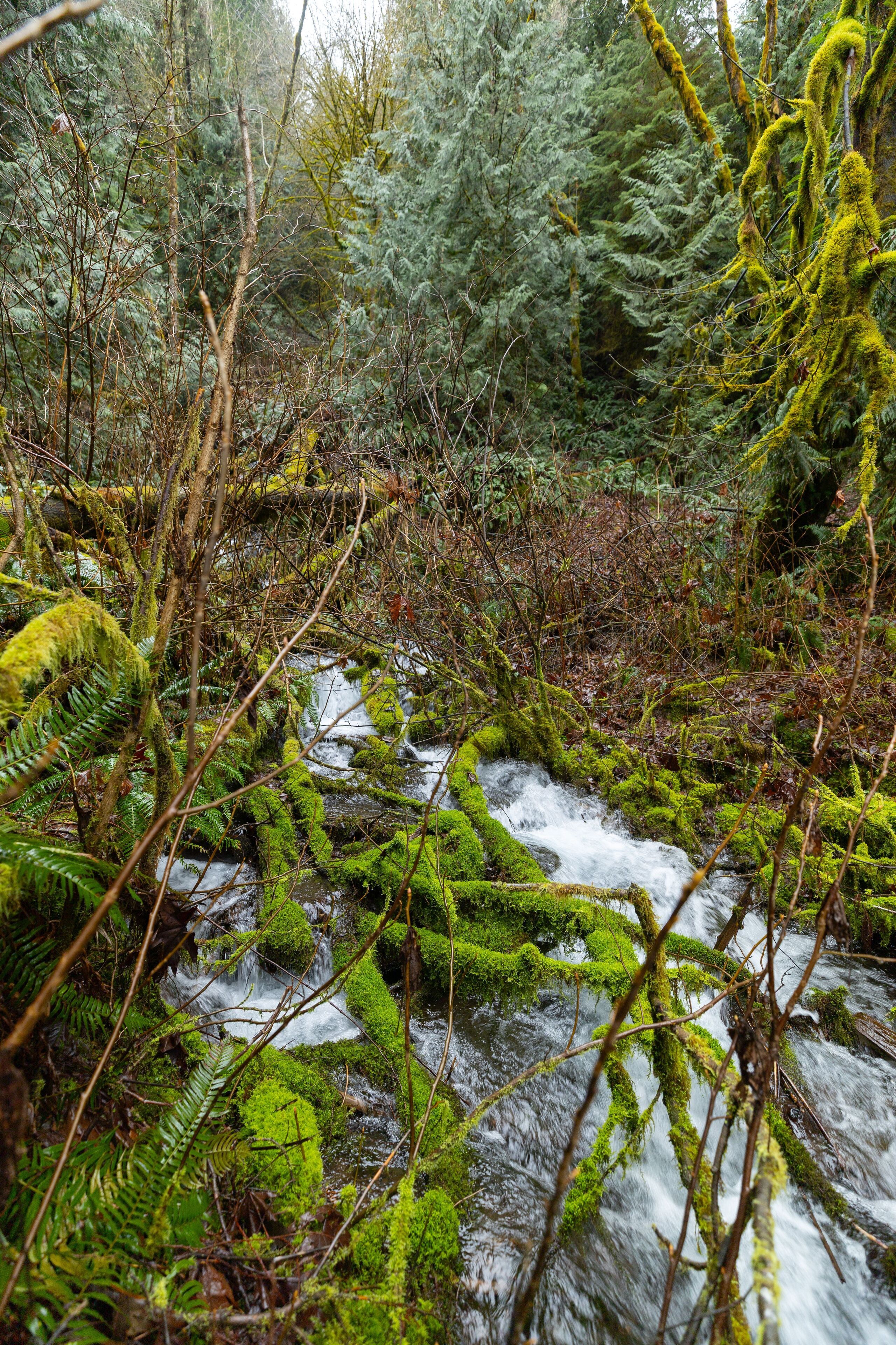 A forest stream with moss-covered rocks and ferns.