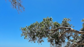 A beach with clear skies, calm sea, and a tree with dense foliage.
