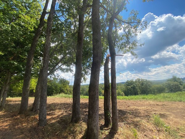 A forested area with tall trees and a clear sky.