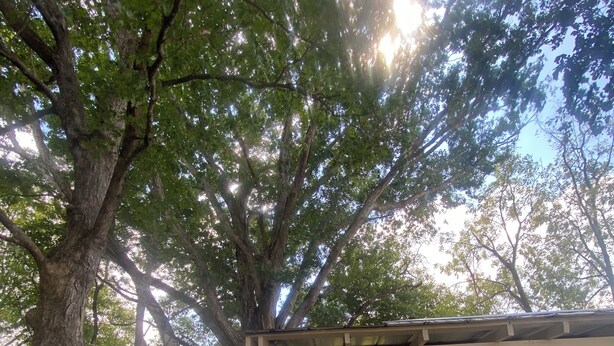 A covered porch with a wooden bench and a table, surrounded by large trees and a clear sky.