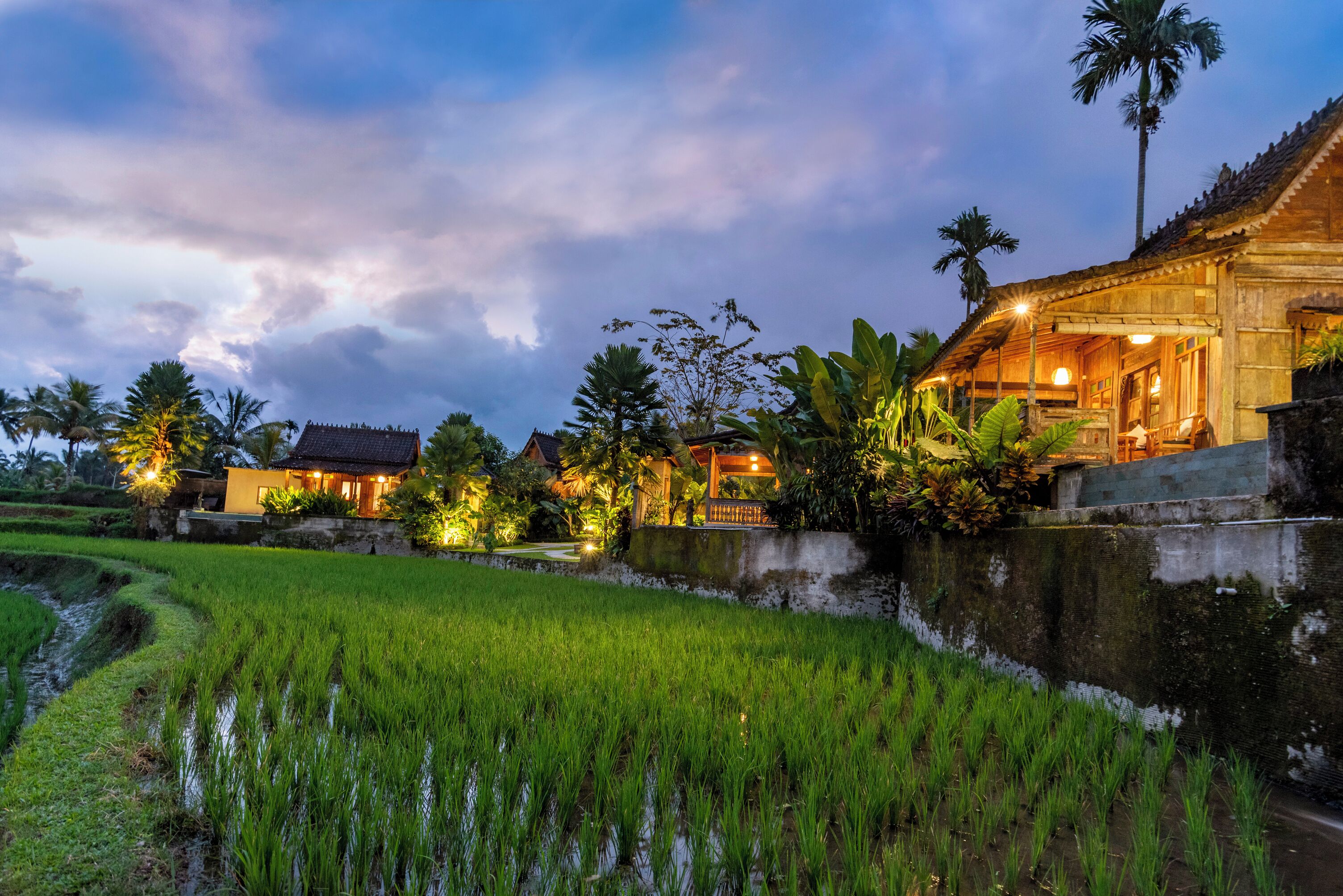 A traditional house with a thatched roof, surrounded by lush greenery and a rice paddy.