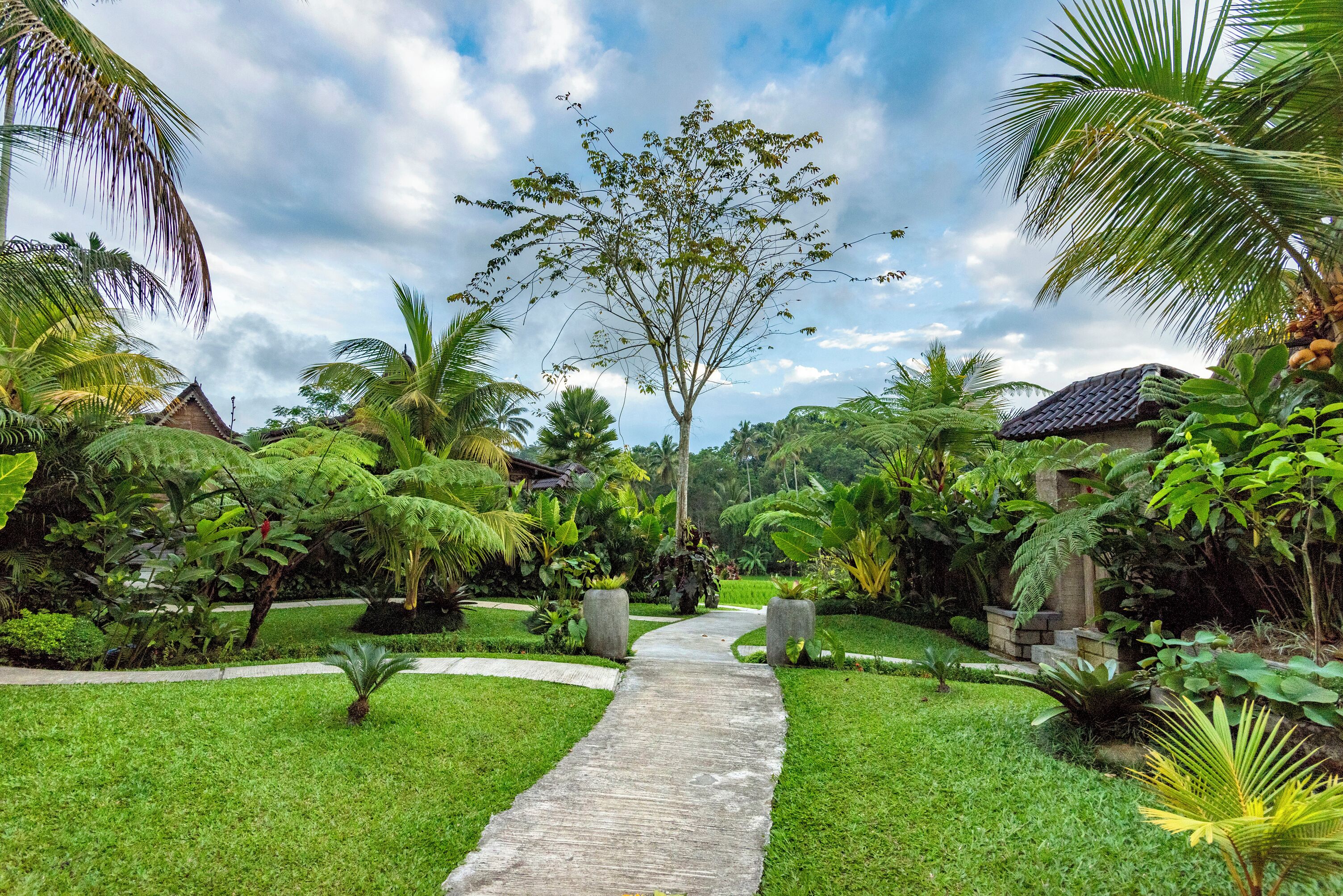 A tropical garden with a concrete pathway leading to a building.
