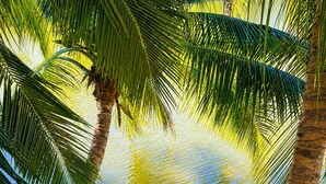 A wooden deck with a view of a calm body of water and palm trees. - Rainbow Holiday Resort (Nadi)