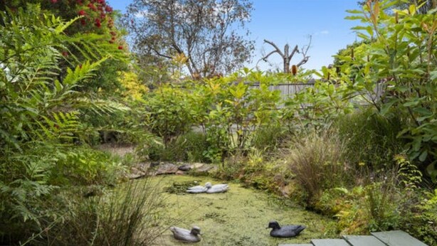Ein Teich mit Enten, umgeben von dichtem Grün und einer Holzterrasse.