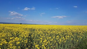 A vast field of yellow flowers under a clear blue sky. - Ferienwohnung in Freital, Dresden (Freital)