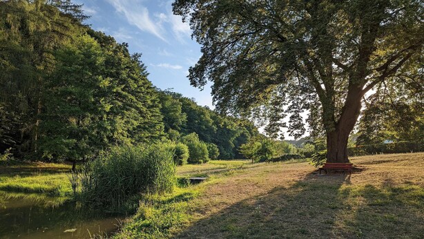 A serene riverside scene with a large tree and a bench. - Ferienwohnung in Freital, Dresden (Freital)