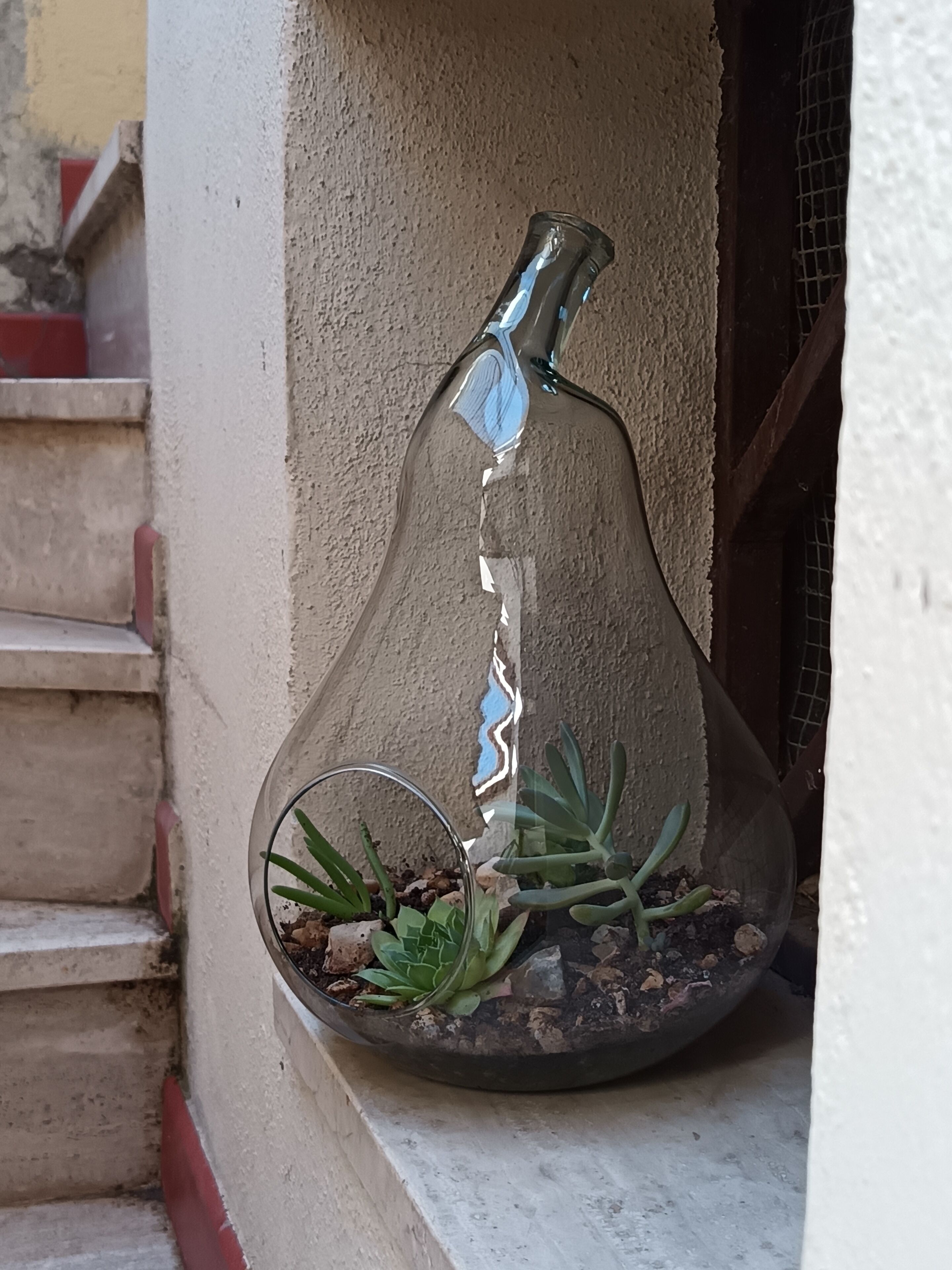 Een glazen terrarium met vetplanten op een plank.