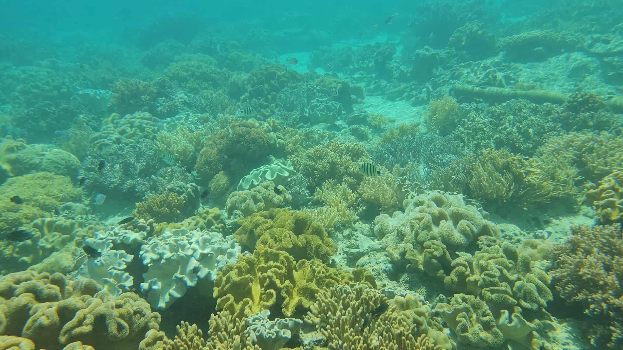 Un arrecife coralino submarino con diversas formaciones de coral.