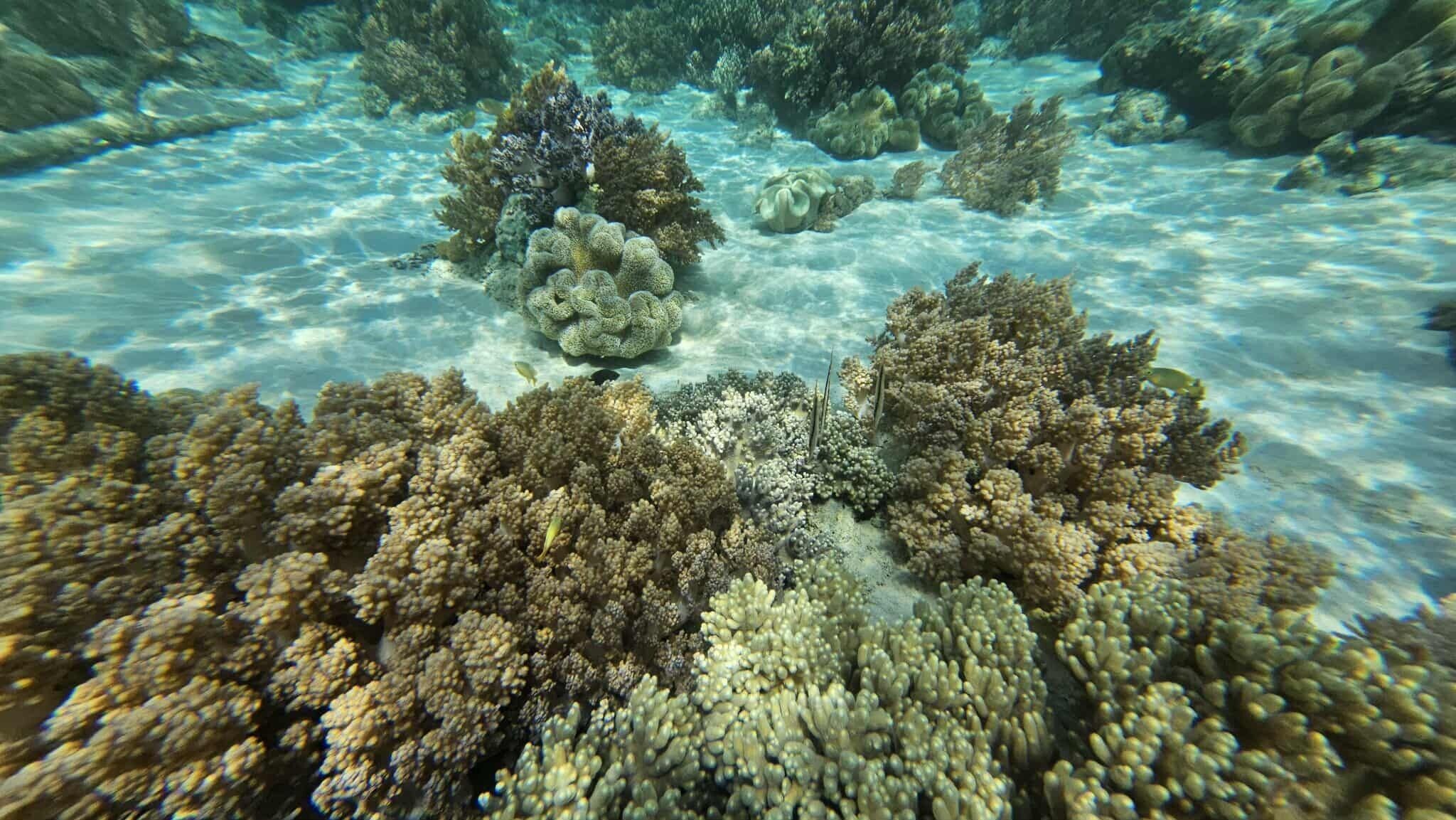 An underwater view of a coral reef with various coral formations and clear water.