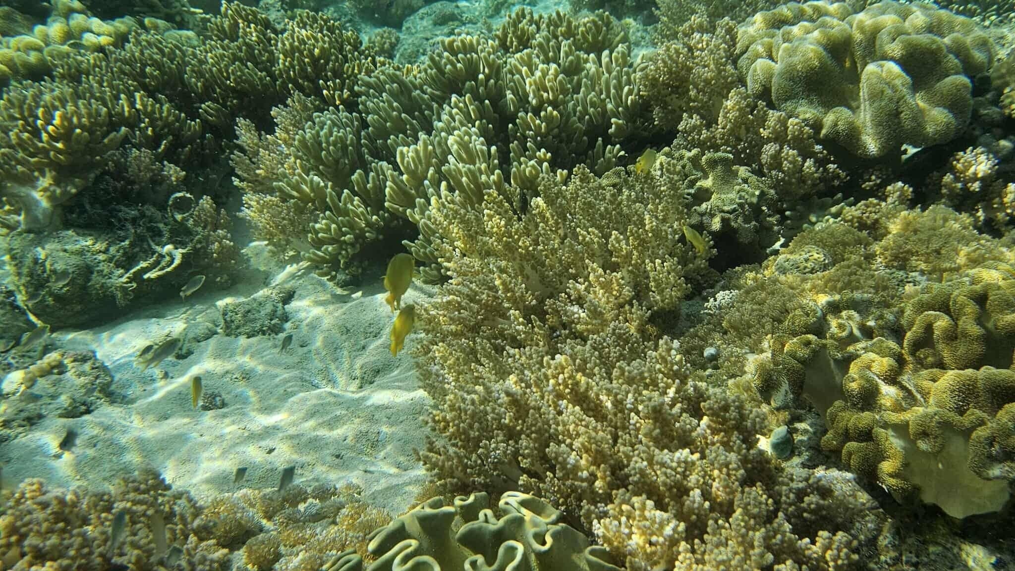 A coral reef with various types of coral formations.
