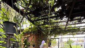 A greenhouse with various plants, including a prominent flowering plant with purple flowers. - Adorable sunny bedroom with AC in Doi Suthep and nimmamhaemin neighborhood. (Muang Chiang mai)