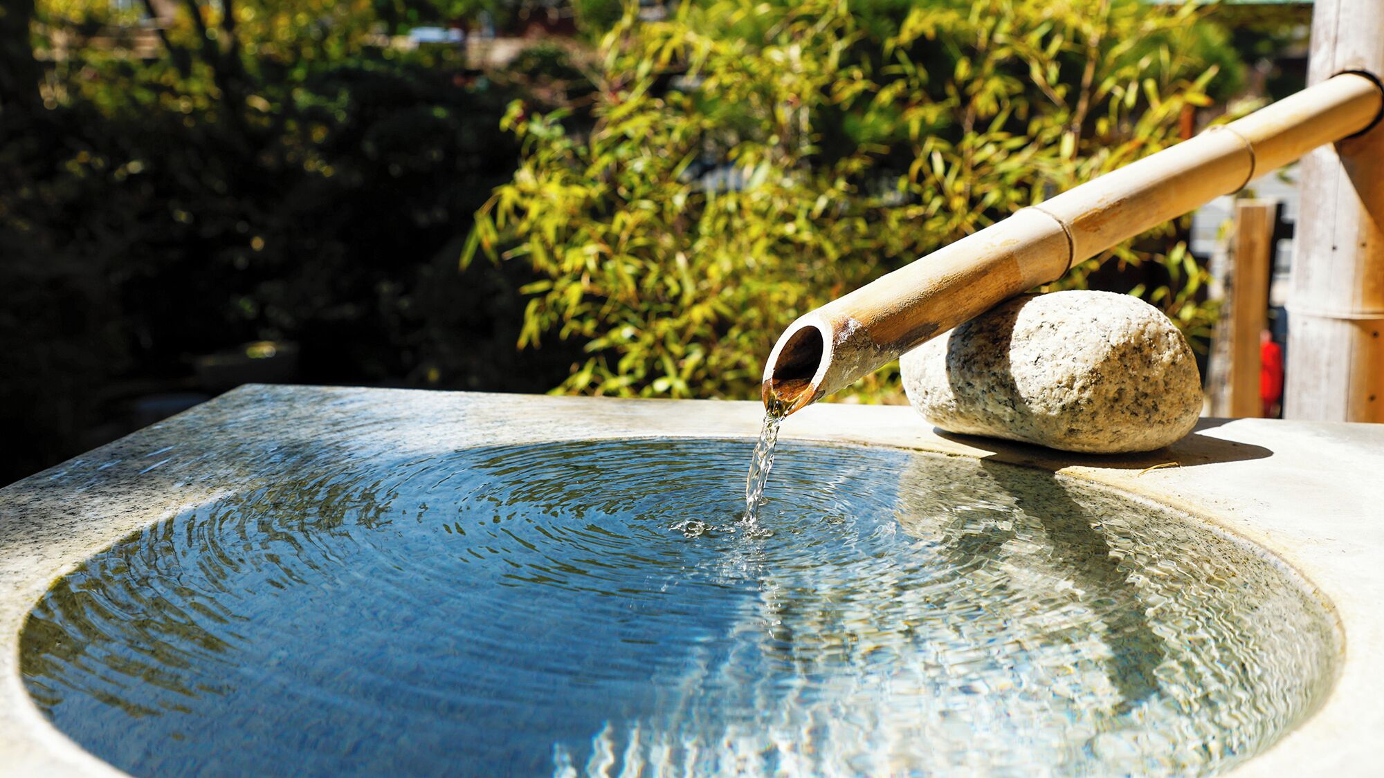 A stone basin with water flowing from a bamboo spout, surrounded by greenery.