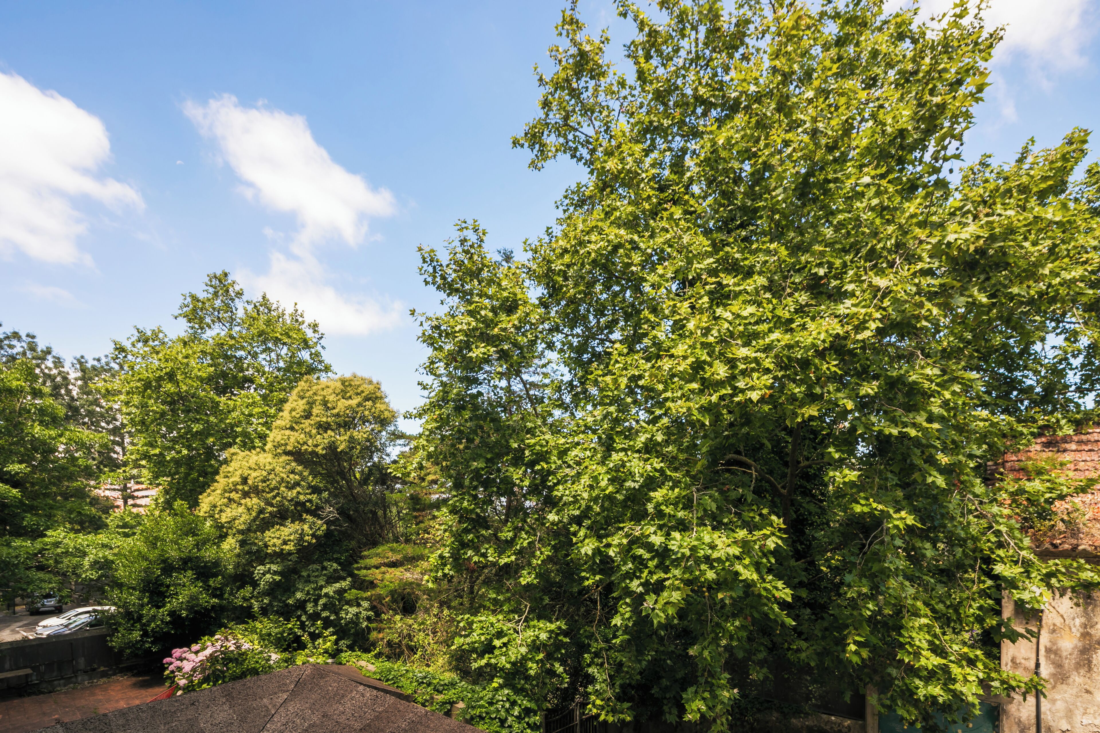 Un árbol verde y frondoso con un cielo azul despejado al fondo.
