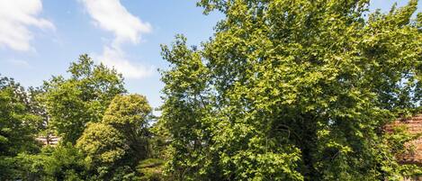 Un árbol verde y frondoso con un cielo azul despejado al fondo.