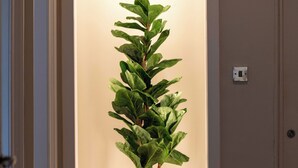 A hallway with a potted plant in a white pot, wooden flooring, and a white door on the right. - The Bay Suite - Donnini Apartments (Troon)