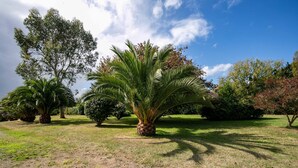 Een goed onderhouden tuin met verschillende bomen en een palmboom in het midden.