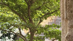A tree in a courtyard with stone steps and a rustic stone wall in the background. - LUXURY CHATEAU FOR RENT UZES PROVENCE (Saint-Maximin)