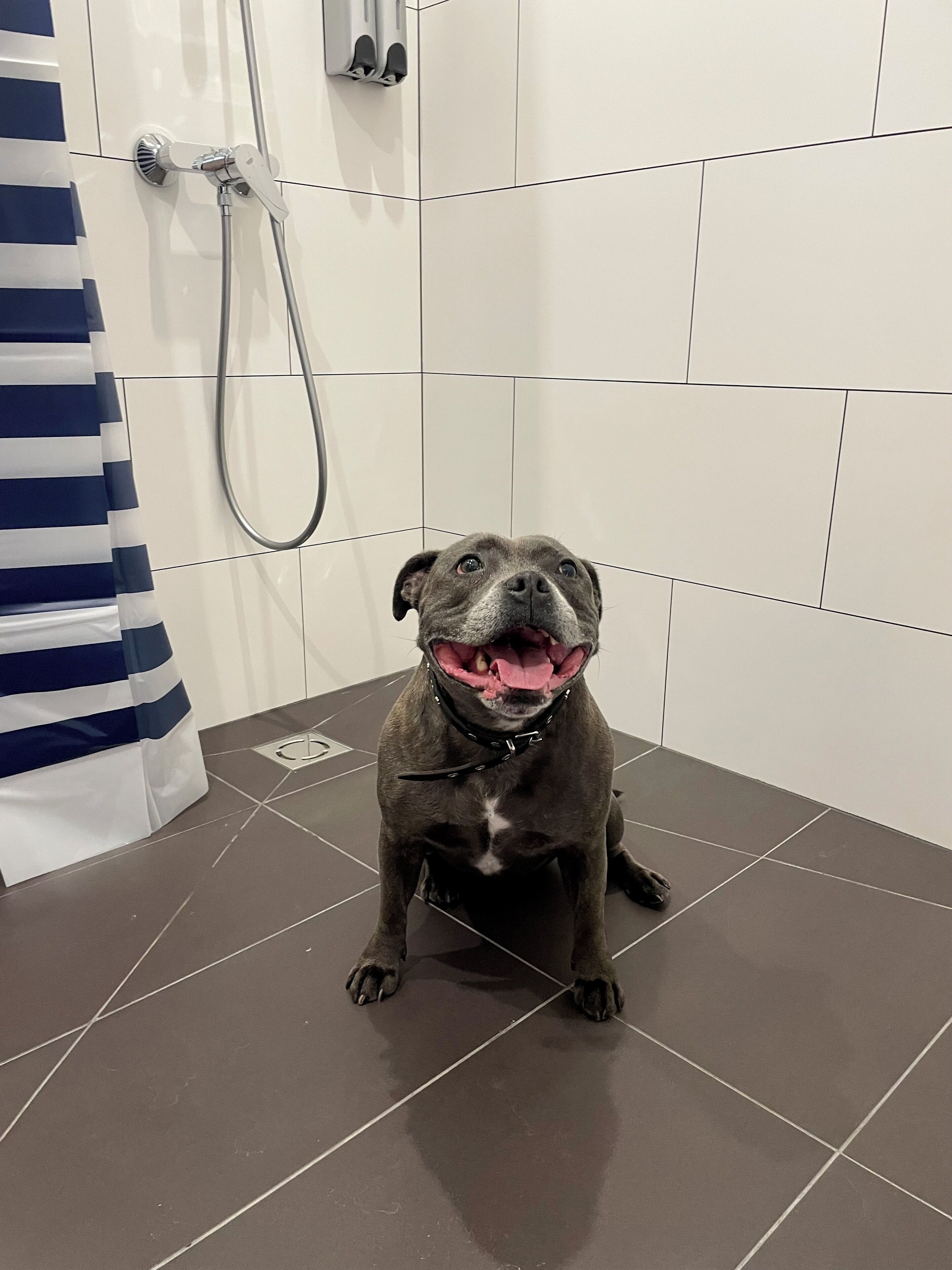 Un chien est assis sur un sol carrelé dans une salle de bain dont les carreaux sont blancs et qui est équipée d’une douche.