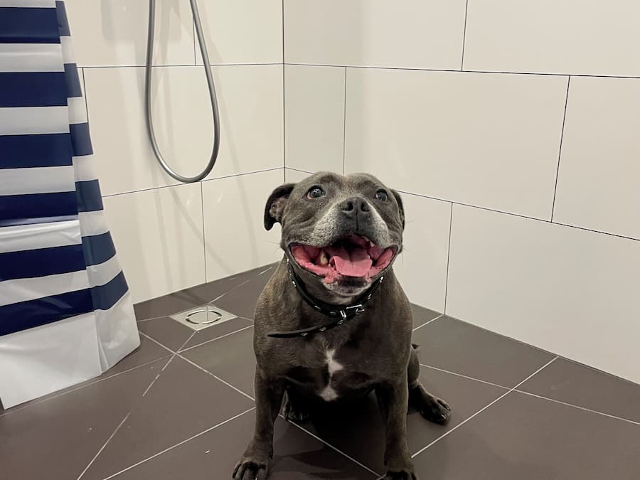 Ein Hund sitzt auf einem Fliesenboden in einem Badezimmer mit weißen Fliesen und einer Dusche.