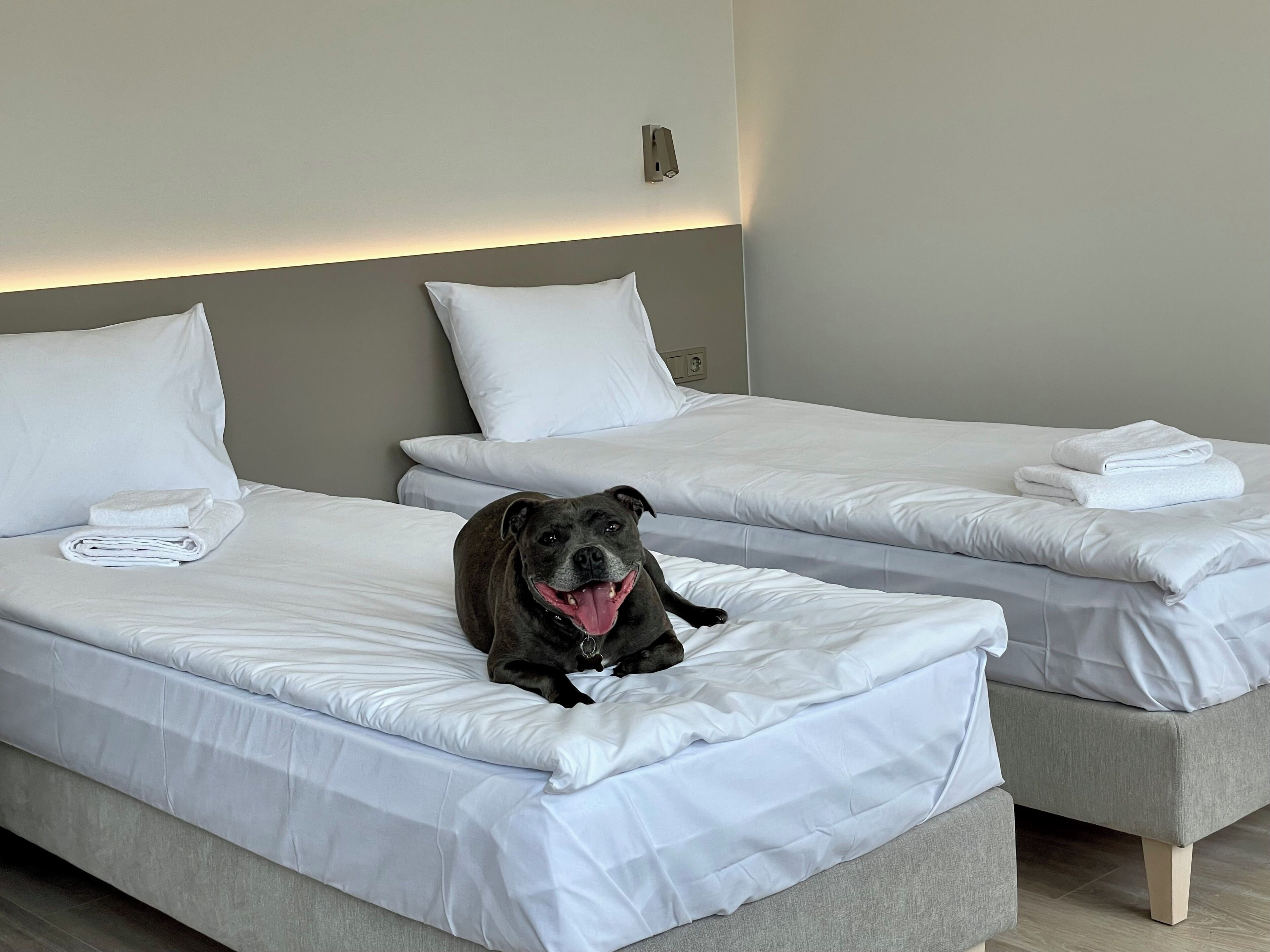 Dos camas individuales con sábanas blancas, una toalla doblada sobre cada una, y un perro sentado en la cama en primer plano.