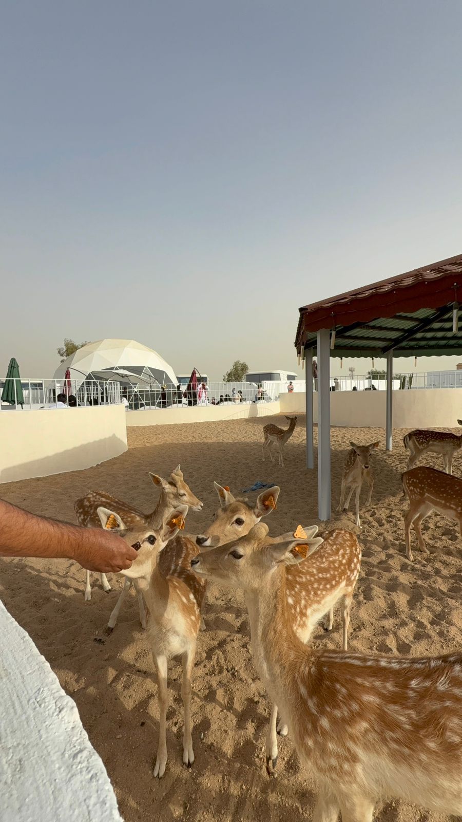 A sandy enclosure with several deer, a covered structure, and a white building in the background.