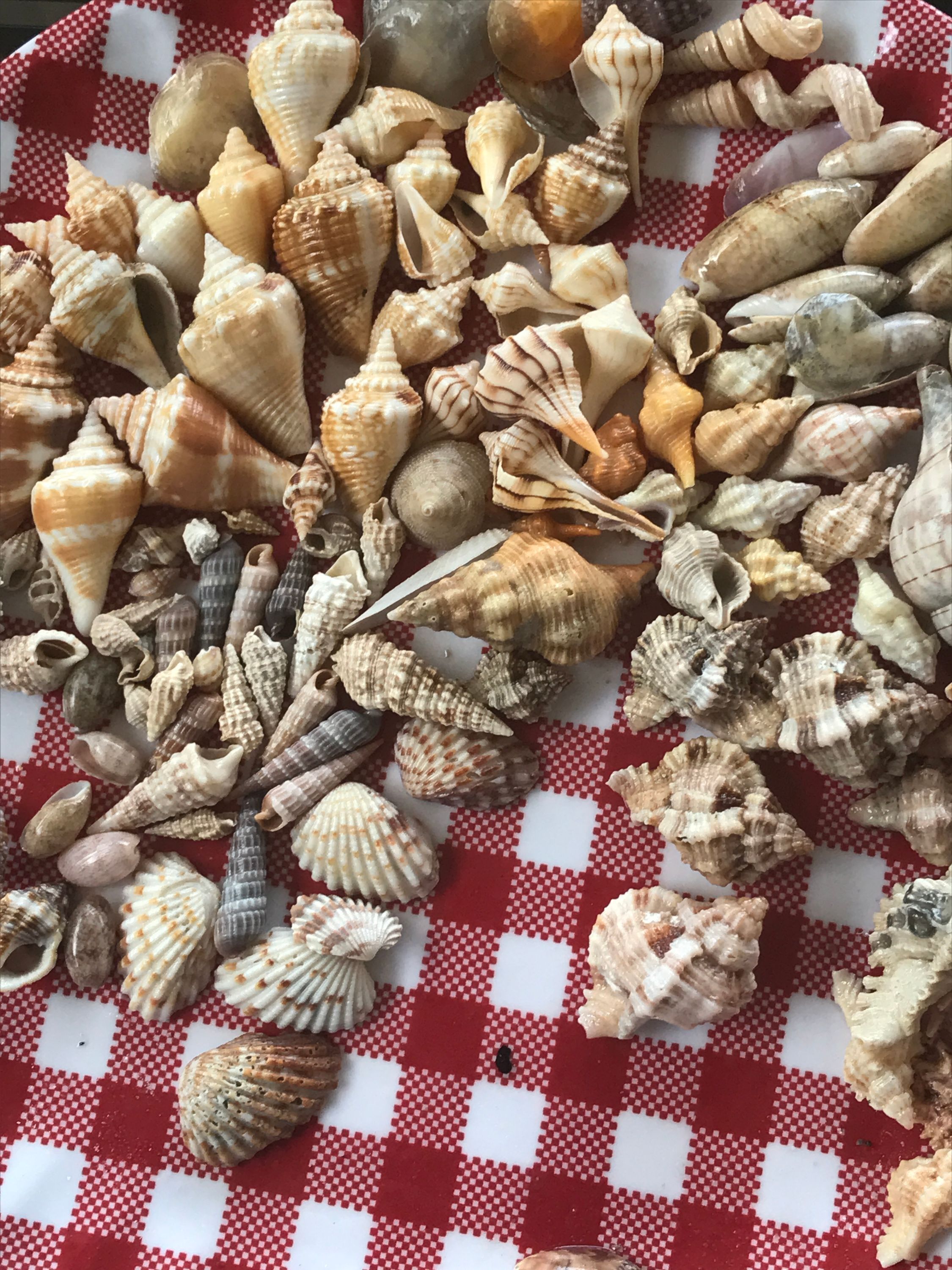 A variety of seashells on a checkered tablecloth.
