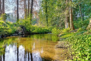 A serene forest stream with dense greenery and trees. - Wfh-friendly Gem w/ Creek: 4 Mi to Sammamish Trail (Redmond)