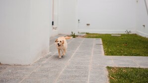 Un perro caminando por un sendero pavimentado en un patio con paredes blancas y un área con césped.