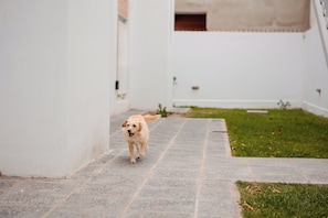 Un chien se promène sur un chemin pavé dans une cour dont les murs sont blancs et qui comprend une zone herbeuse.