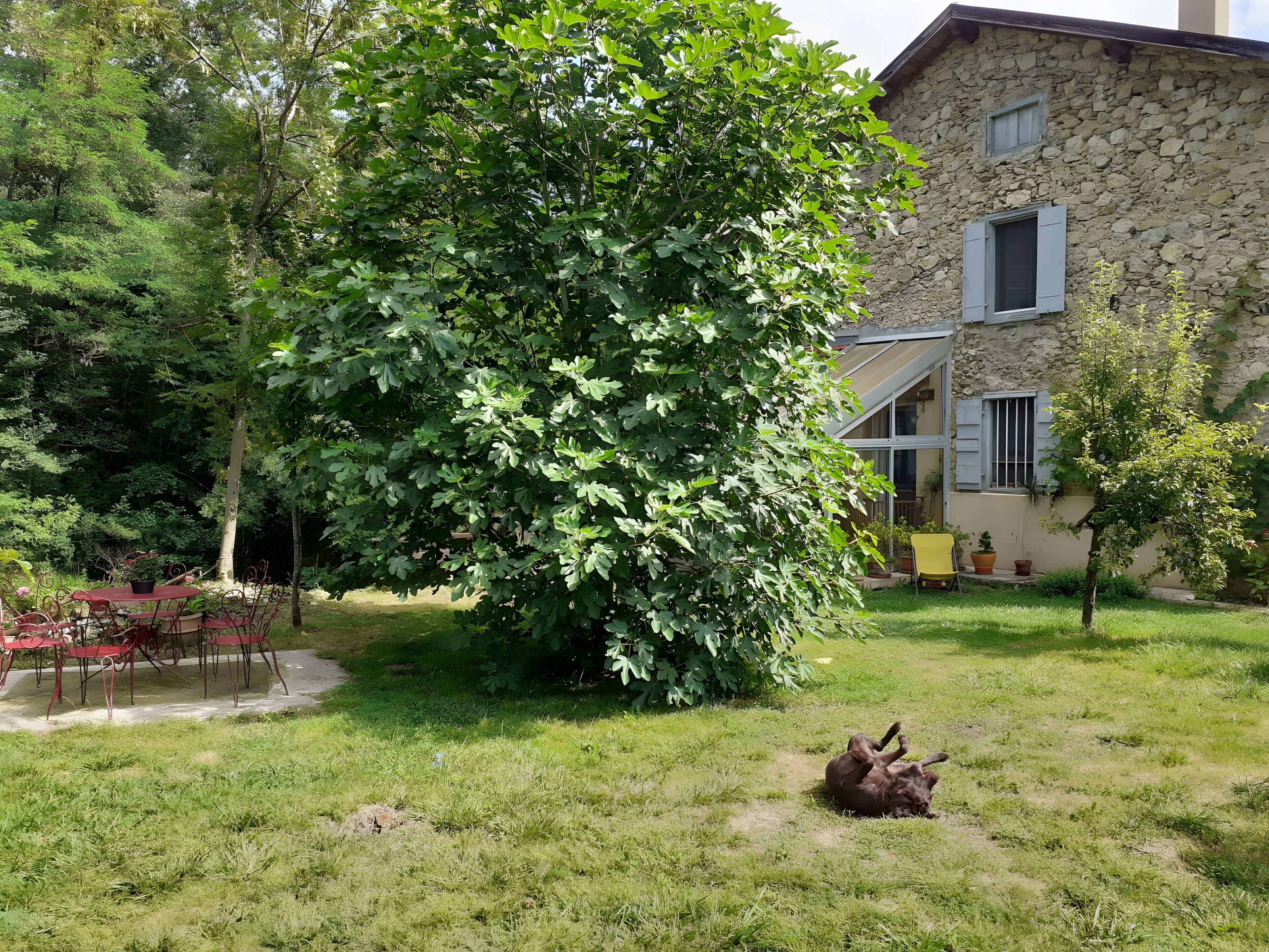 A stone building with a large tree in the yard, a patio with red chairs, and a small dog lying on the grass.