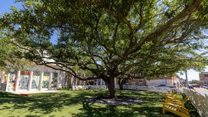 Une cour bordée d’arbres, avec un banc et un bâtiment orné de peintures murales colorées.