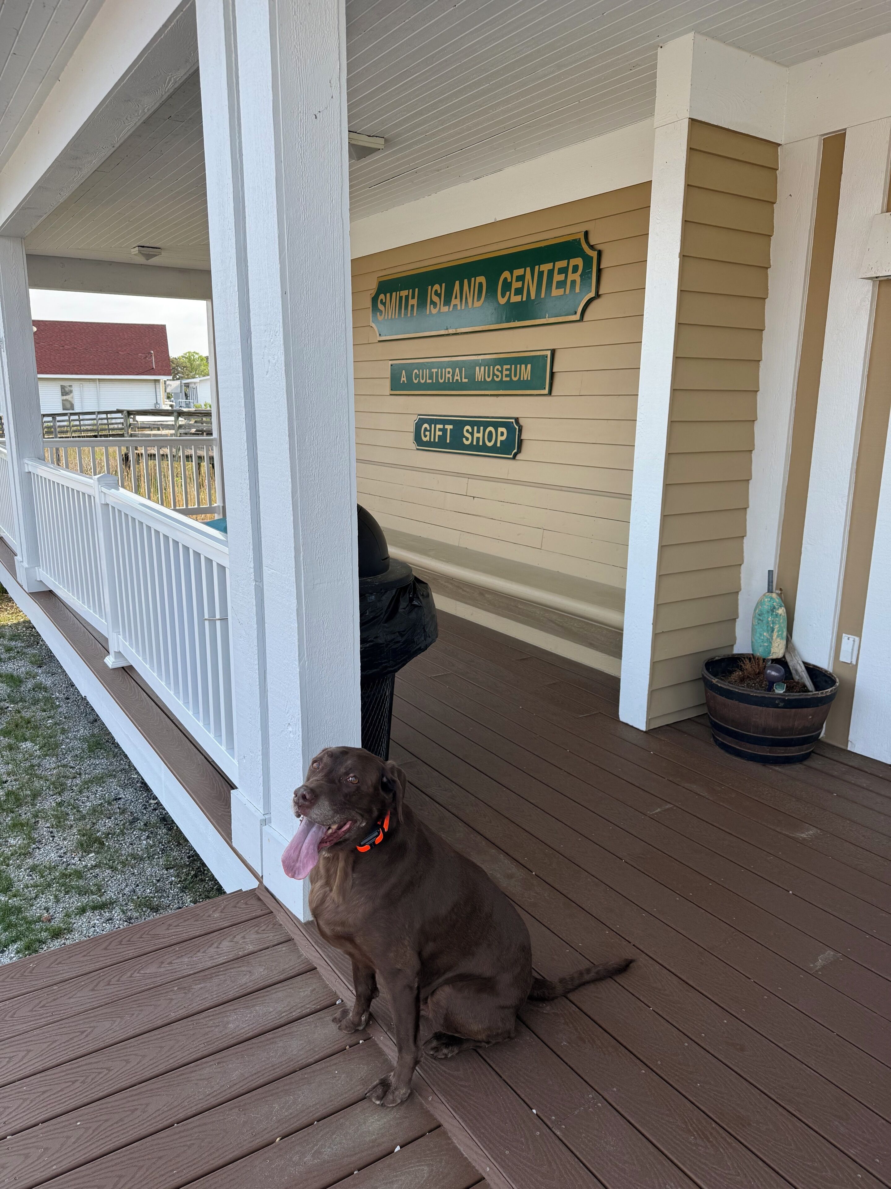 A porch with a dog sitting on the deck, a trash can, and a planter with a plant.