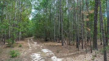 A forested area with a dirt path.