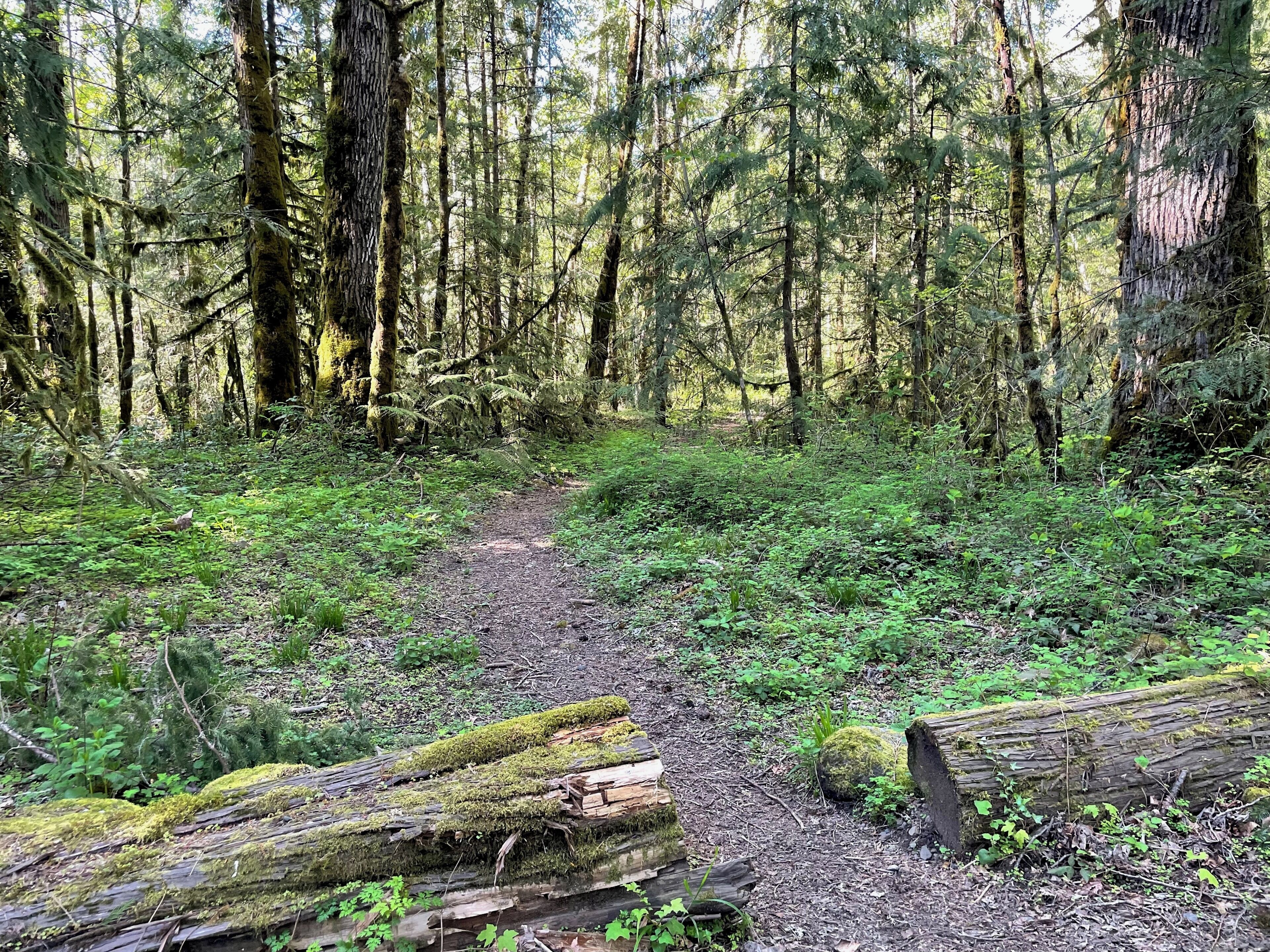 Un sentier forestier bordé de troncs d’arbres recouverts de mousse et d’arbres aux feuillages denses.