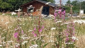 Une cabane rustique au toit en pente, entourée d’un champ de fleurs sauvages et d’herbes hautes.