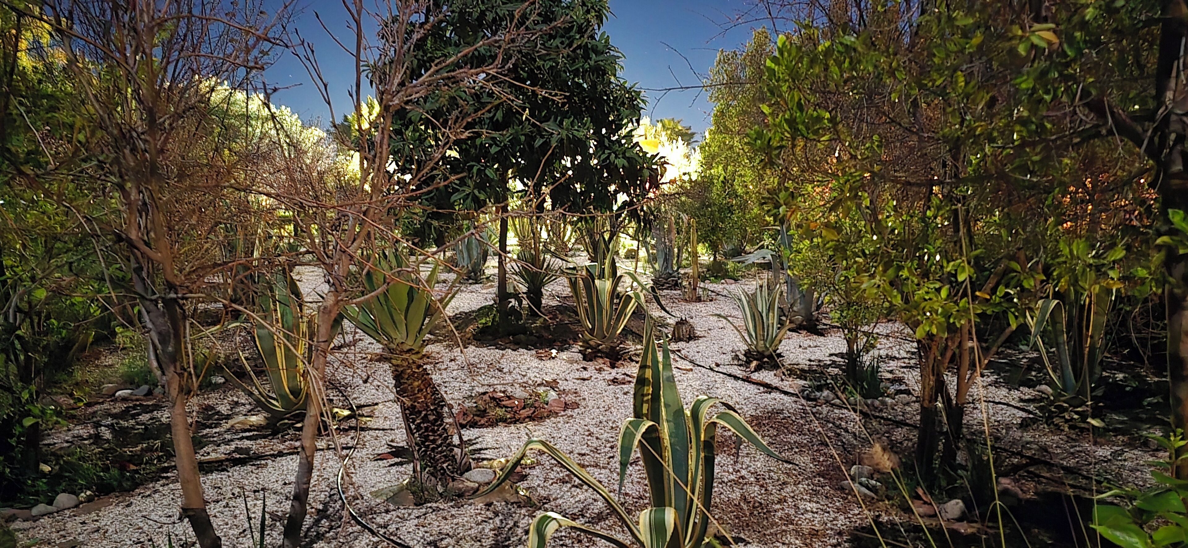 A garden with various cacti and plants, a gravel path, and a large tree in the background.