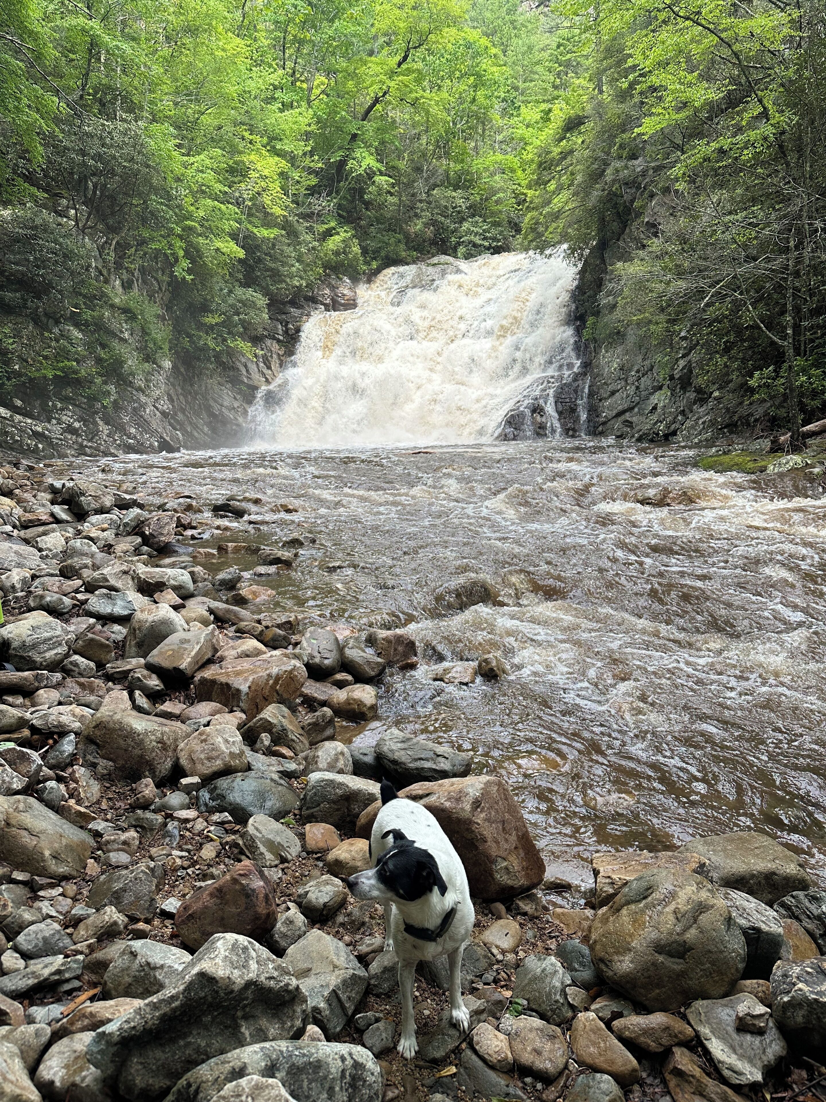 Explore local hiking trails including the AT, Laurel Falls and Roan Mountain.